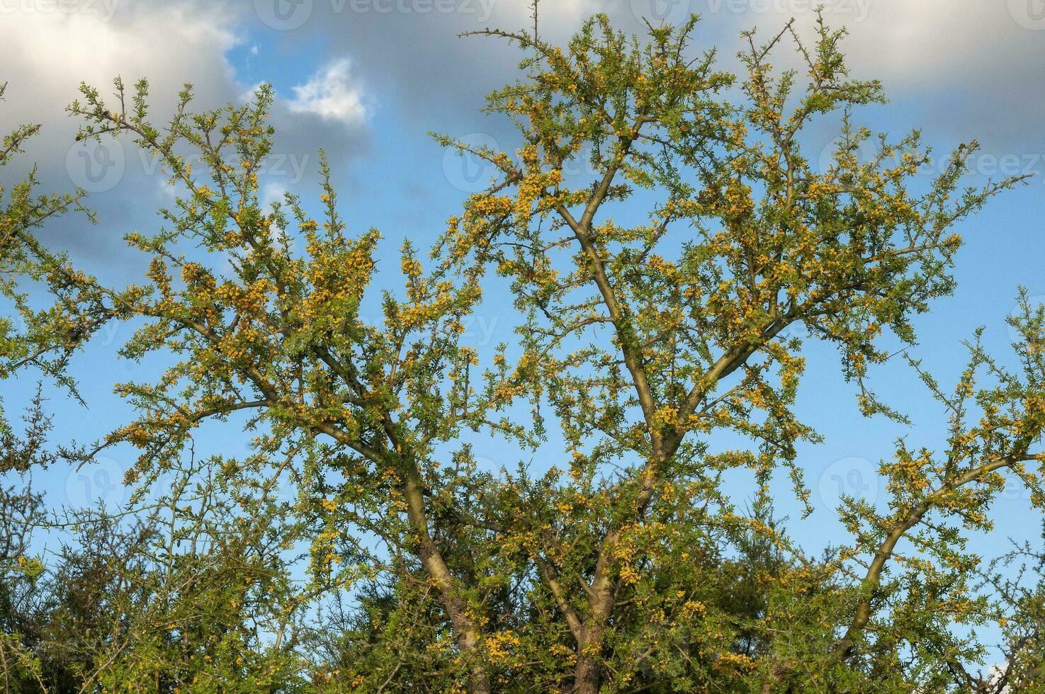 canar albero nel calden foresta, fiorito nel molla, la pampa, argentina foto