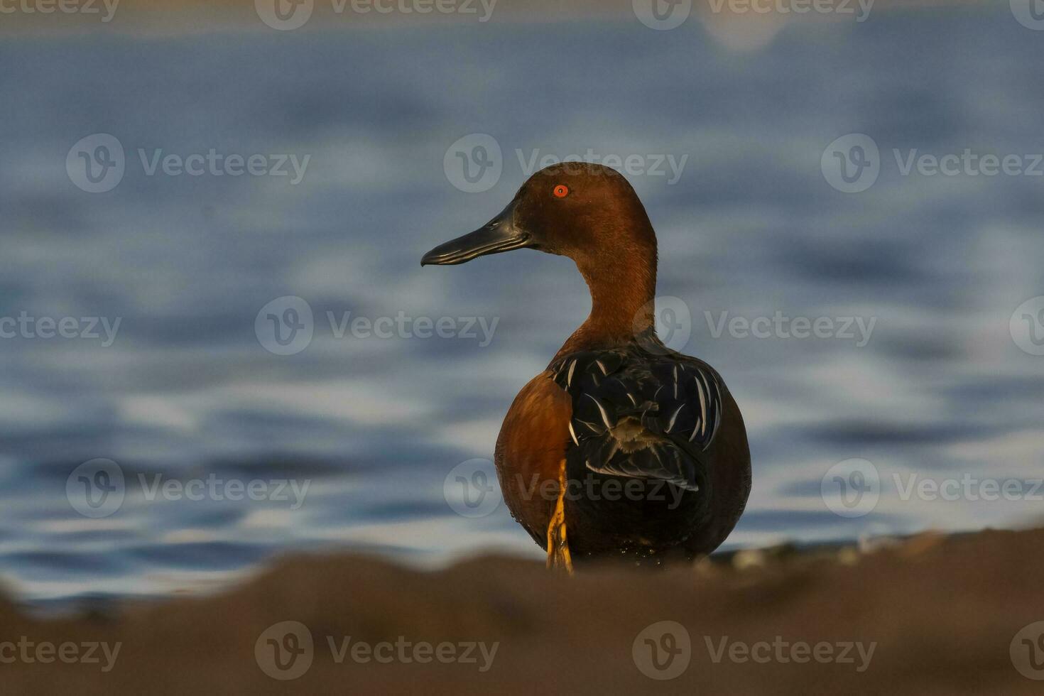 cannella alzavola nel laguna ambiente, la pampa Provincia, patagonia, argentina. foto