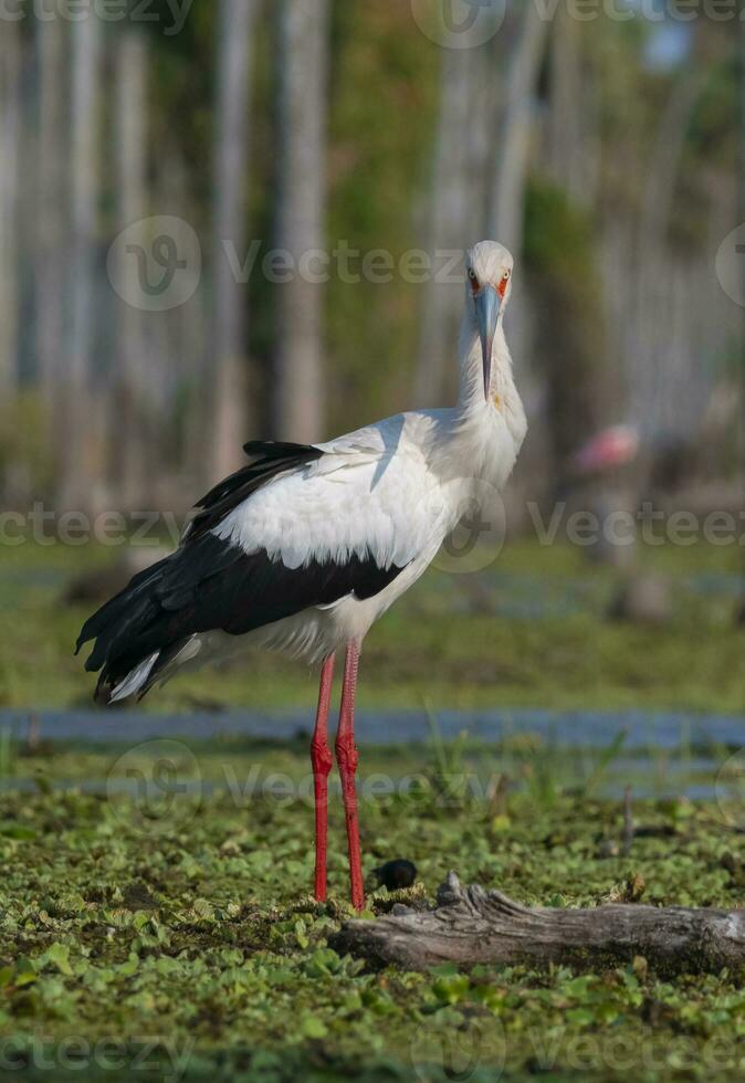 maguari cicogna, la estrella palude, natura Riserva, formosa Provincia, argentina. foto