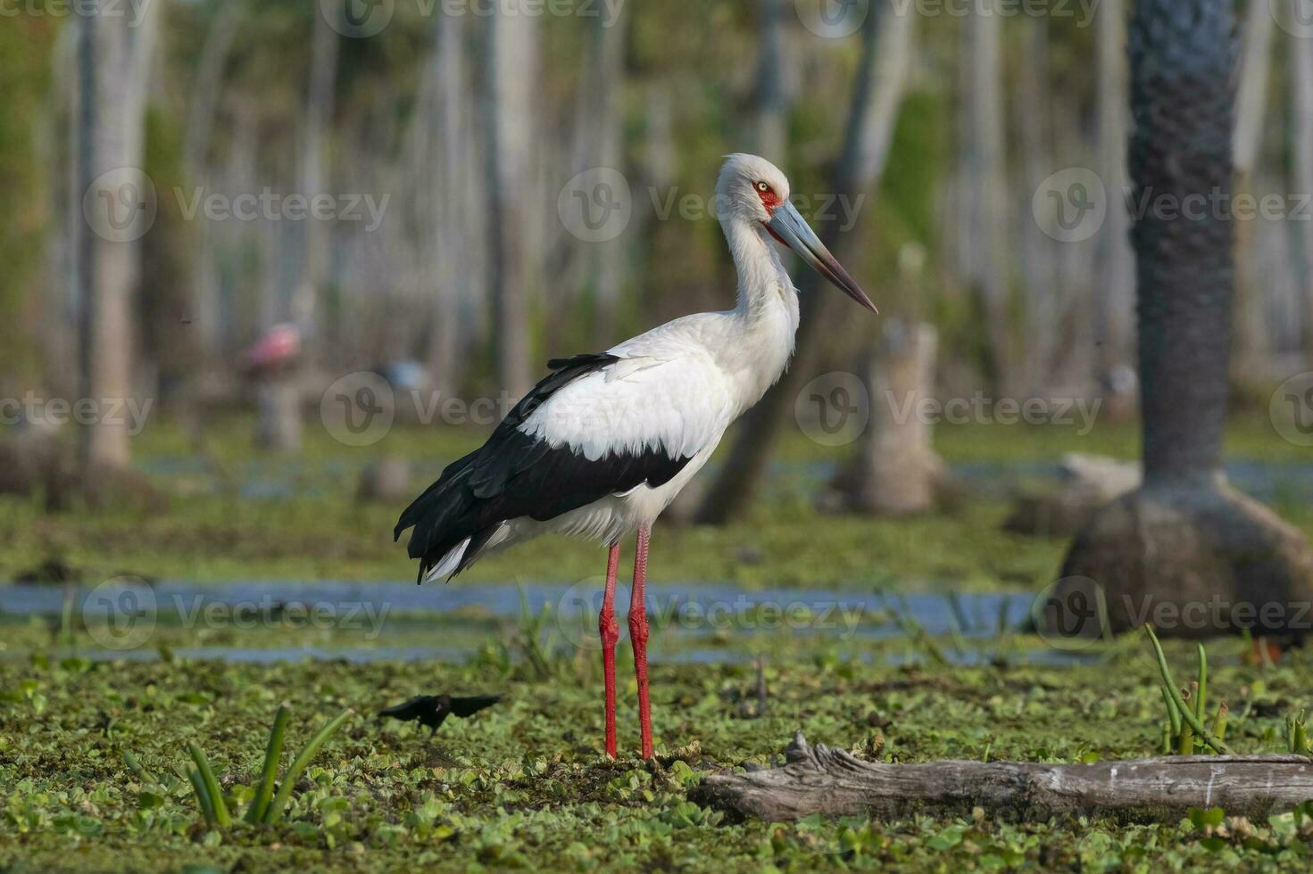 maguari cicogna, la estrella palude, natura Riserva, formosa Provincia, argentina. foto