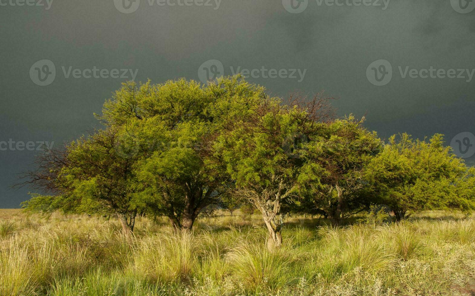 calden foresta paesaggio, prosopis caldenia impianti, la pampa Provincia, patagonia, argentina. foto