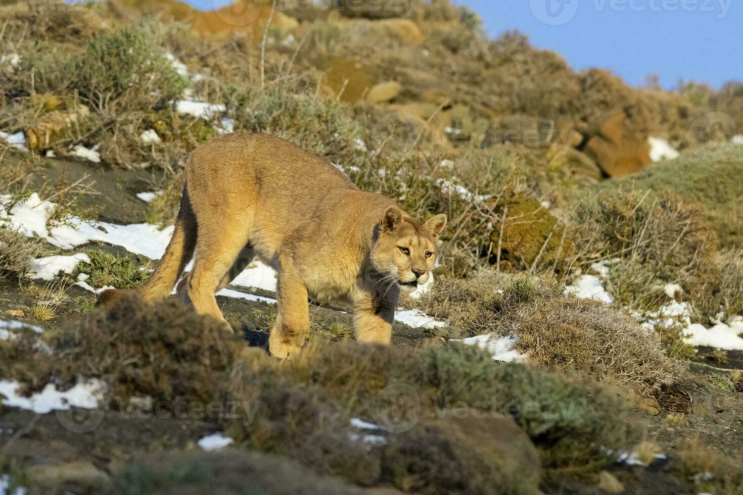 Puma a piedi nel montagna ambiente, torres del paine nazionale parco, patagonia, chile. foto