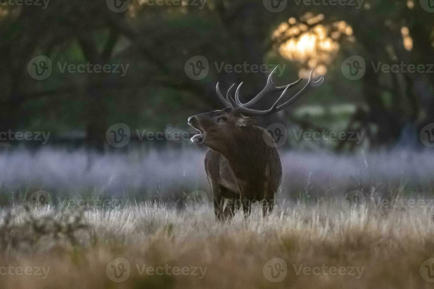 rosso cervo nel la pampa, argentina, parque Luro, natura Riserva foto