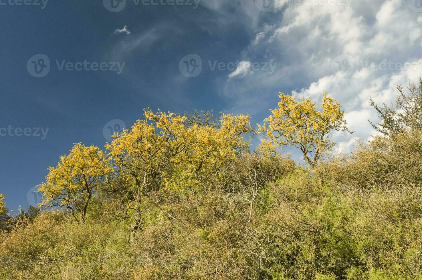 canar albero nel calden foresta, fiorito nel primavera, la Pampa, Argentina foto