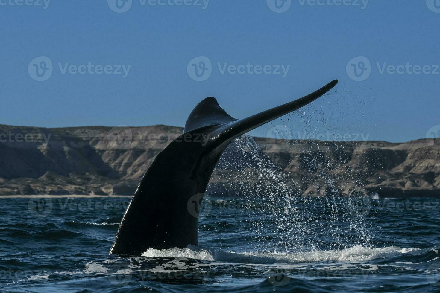 sohutern giusto balena coda, in via di estinzione specie, Patagonia, Argentina foto