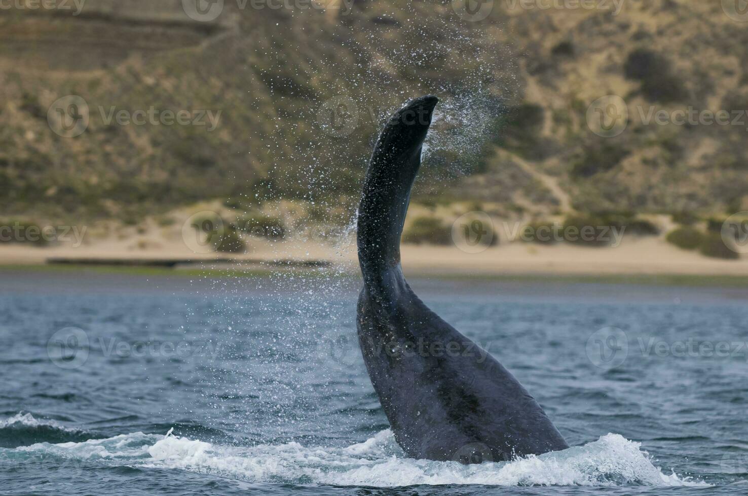 meridionale giusto balena coda , penisola valdes patagonia , argentina foto