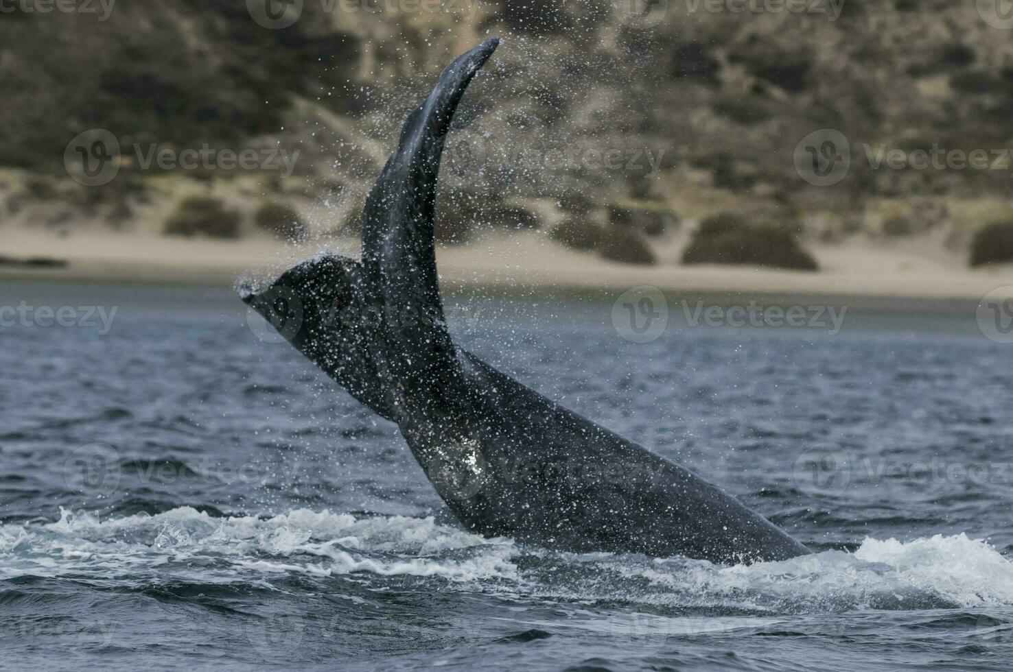 meridionale giusto balena coda , penisola valdes patagonia , argentina foto