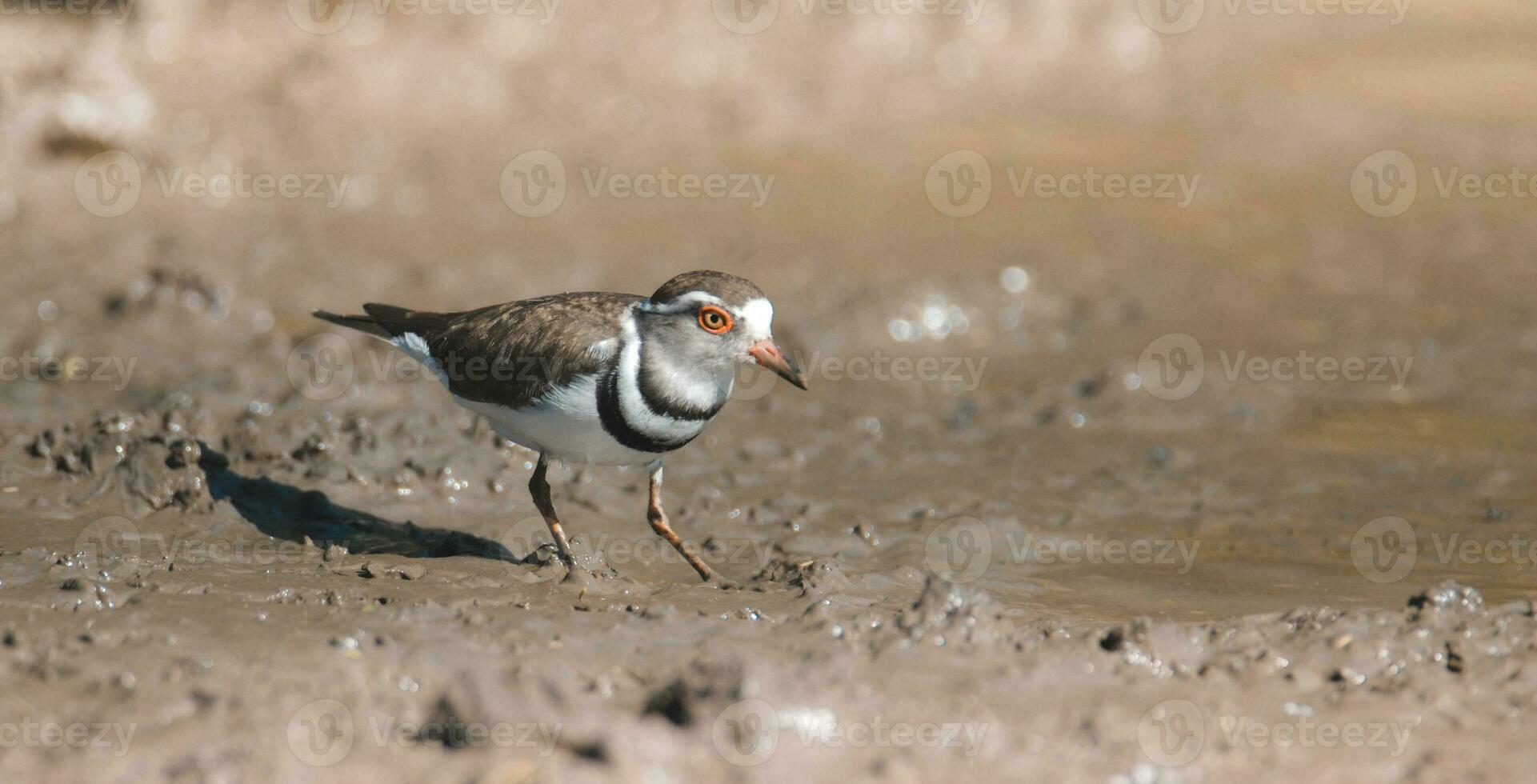 tre banded piviere, dentro palude ambiente, Sud Africa foto