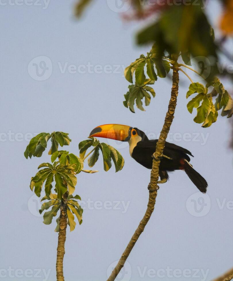 toco tucano, nel foresta ambiente, pantanal, brasile foto