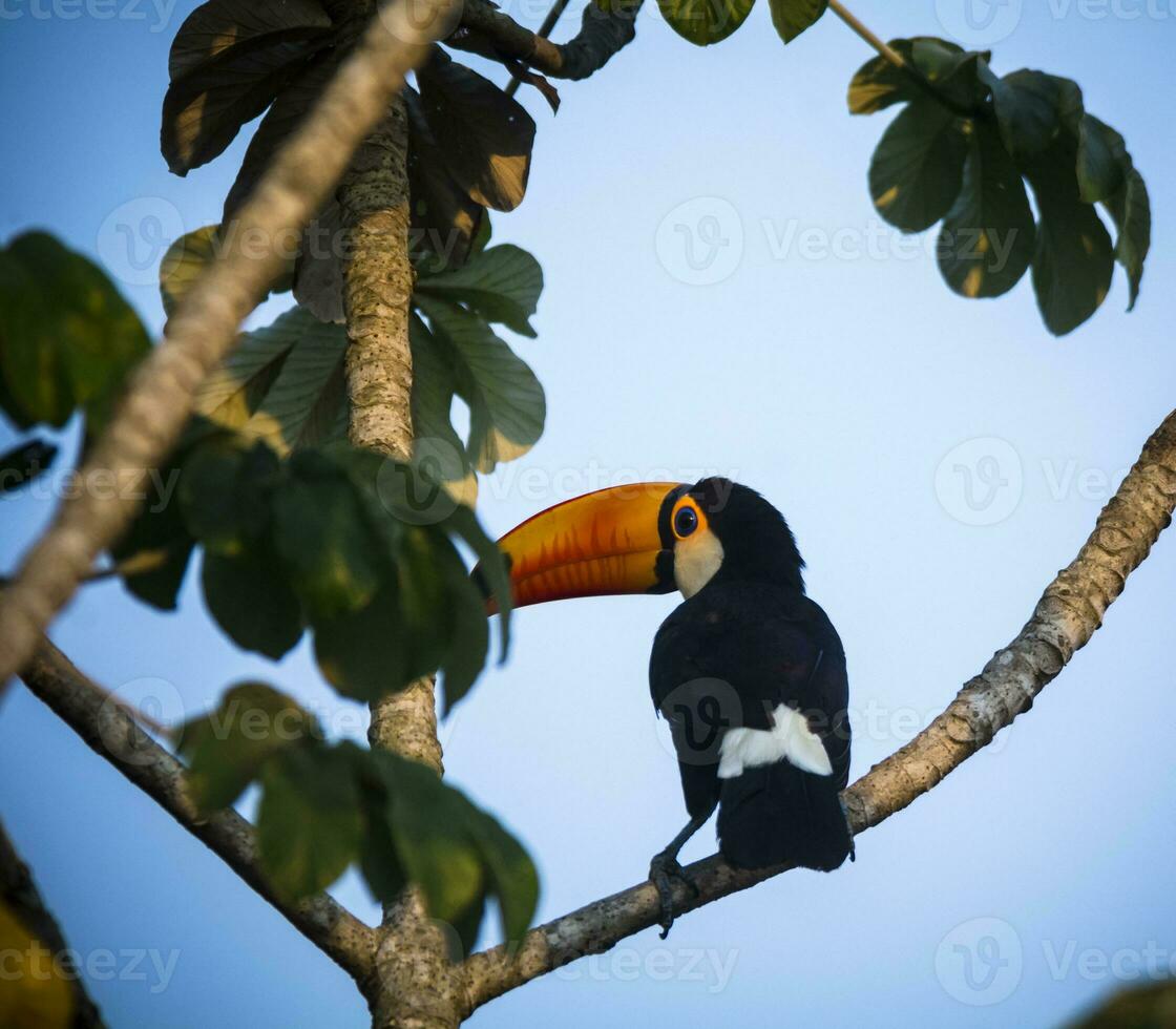 toco tucano, nel foresta ambiente, pantanal, brasile foto