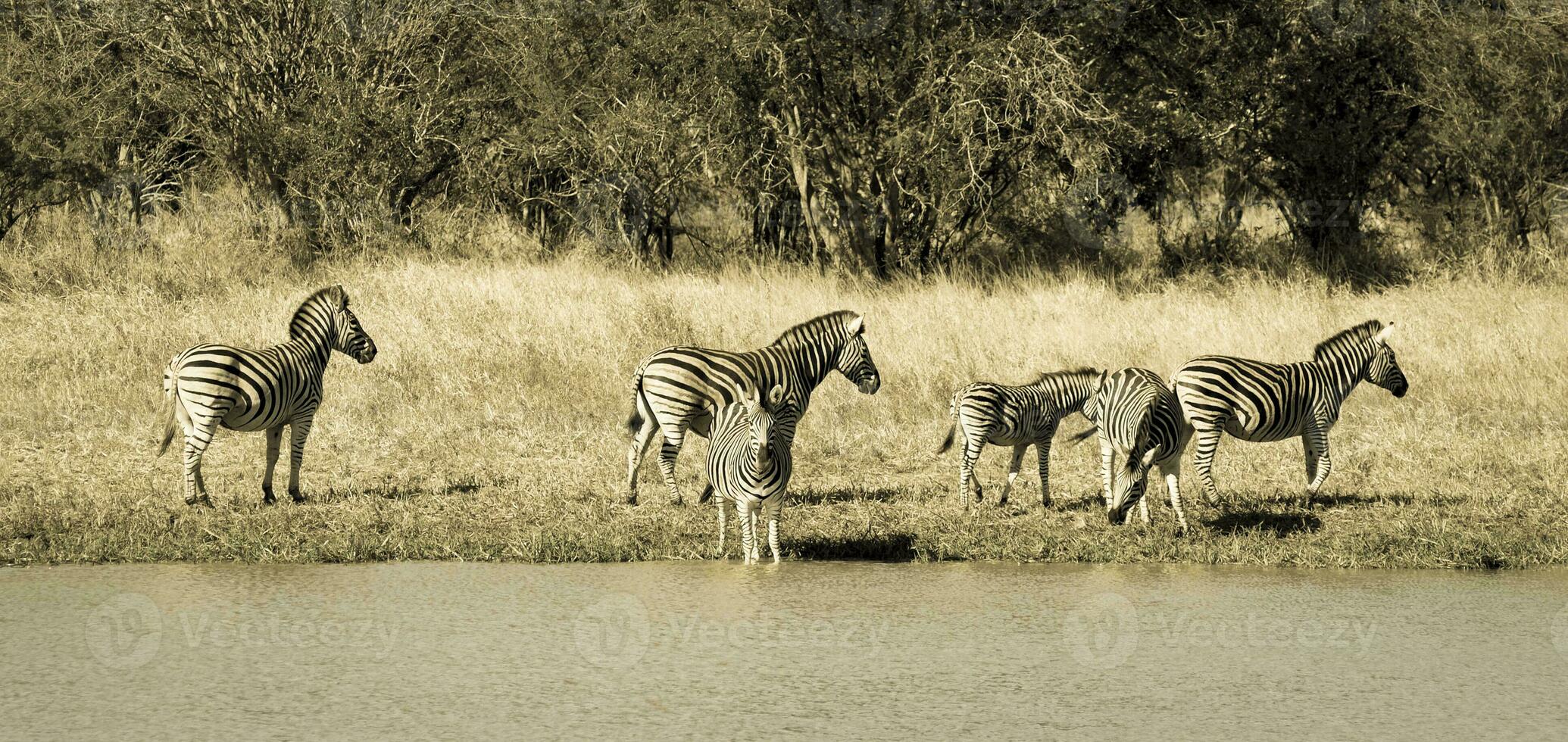 mandria di zebre nel il africano savana foto