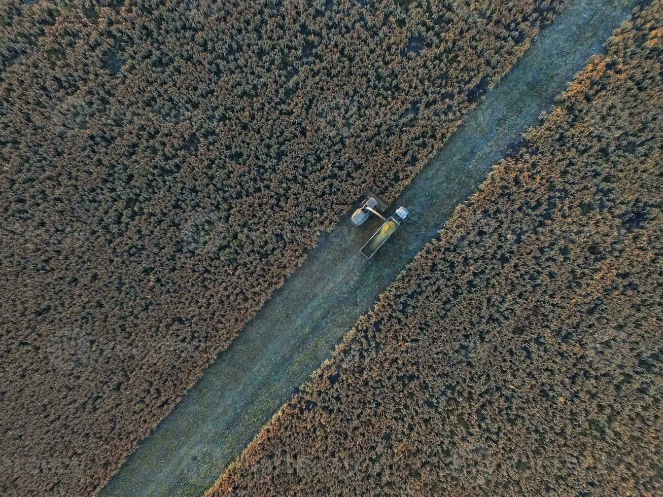 saggina raccolto, nel la pampa, argentina foto