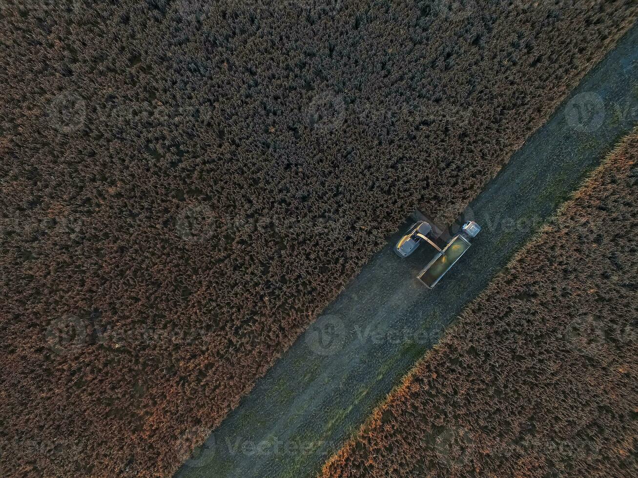 saggina raccolto, nel la pampa, argentina foto