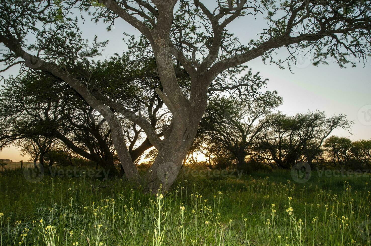 calden foresta paesaggio, la pampa Provincia, patagonia, argentina. foto