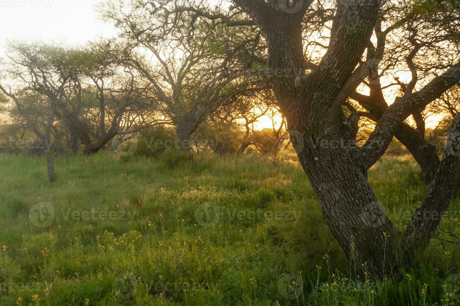 calden foresta paesaggio, la pampa Provincia, patagonia, argentina. foto