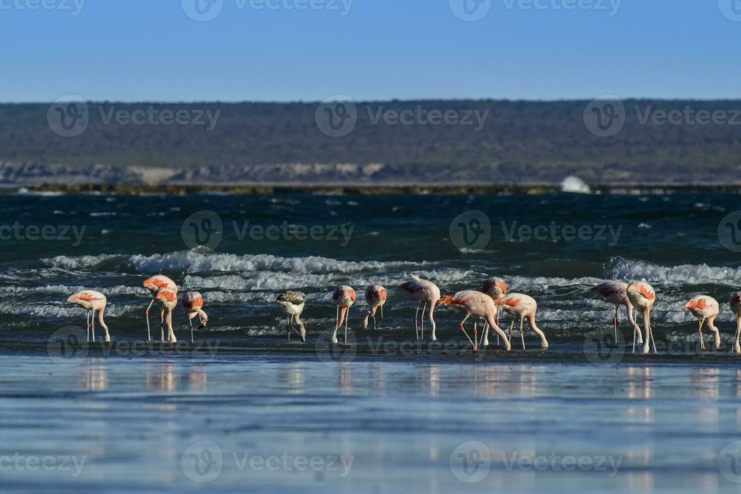 fenicotteri alimentazione a Basso marea,penisola Valdes, Patagonia, argentina foto