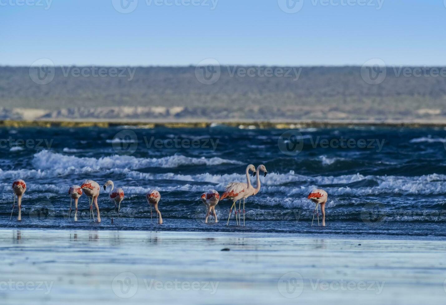 fenicotteri alimentazione a Basso marea,penisola Valdes, Patagonia, argentina foto