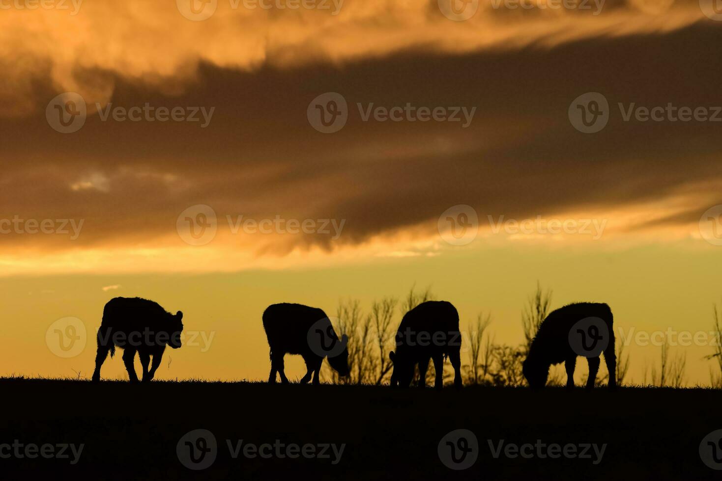 mucche alimentato erba, nel campagna, pampa, Patagonia, Argentina foto