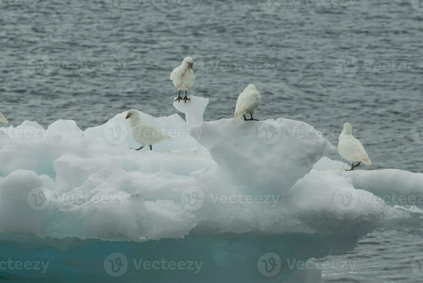 nevoso guaina , chioni alba su Ghiaccio, paulet isola, antartica foto