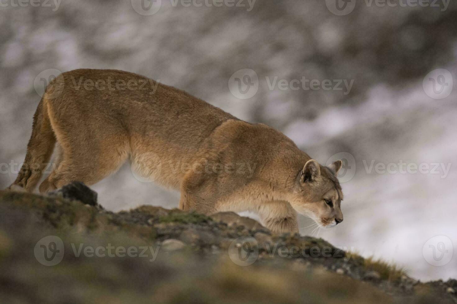 puma a piedi nel montagna ambiente, torres del paine nazionale parco, patagonia, chile. foto