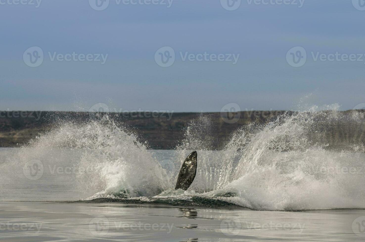 balena salto nel penisola Valdes,, patagonia, argentina foto