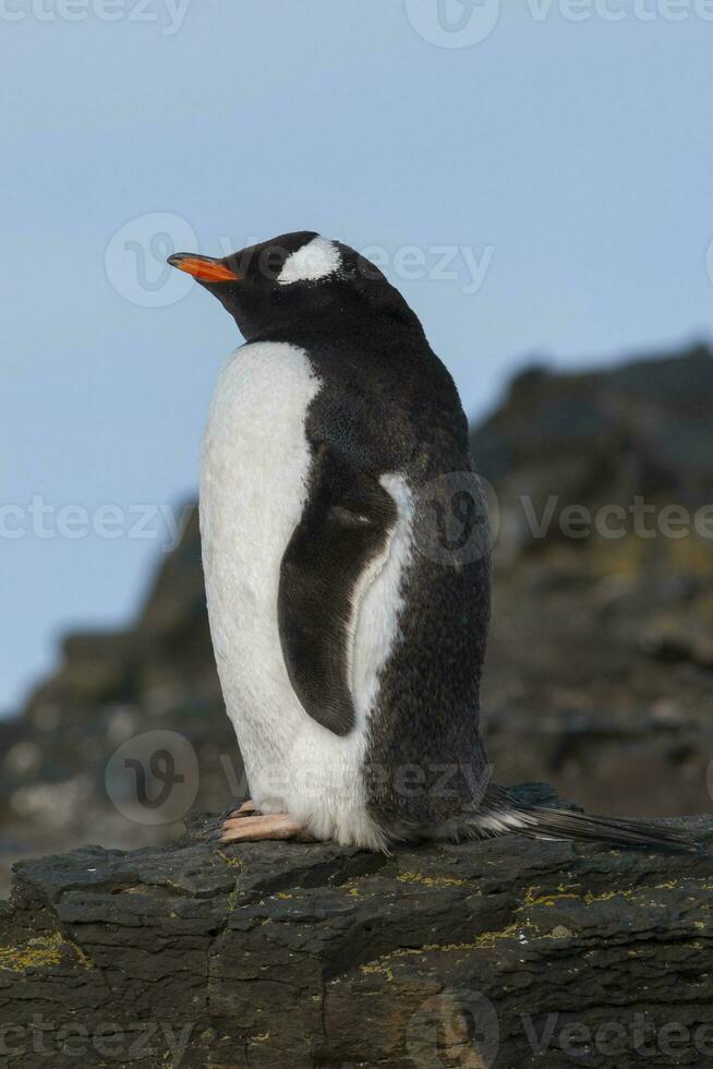 gentoo pinguino, Anna punto, antartica foto