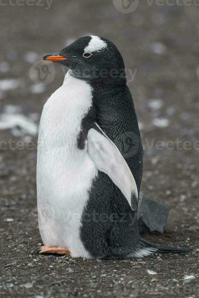 gentoo pinguino, Anna punto, antartica foto