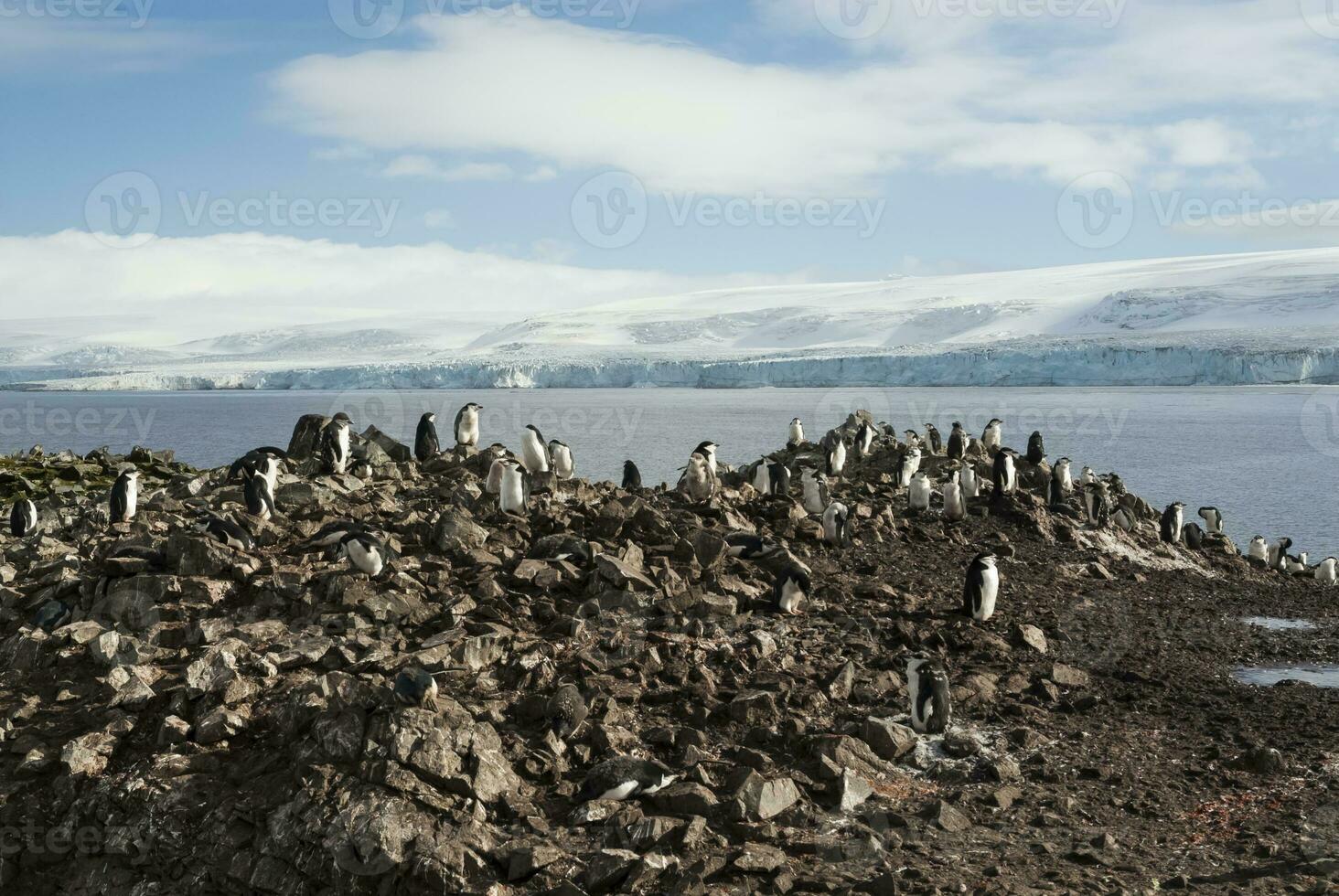 sottogola pinguino, hannah punto, antartica foto