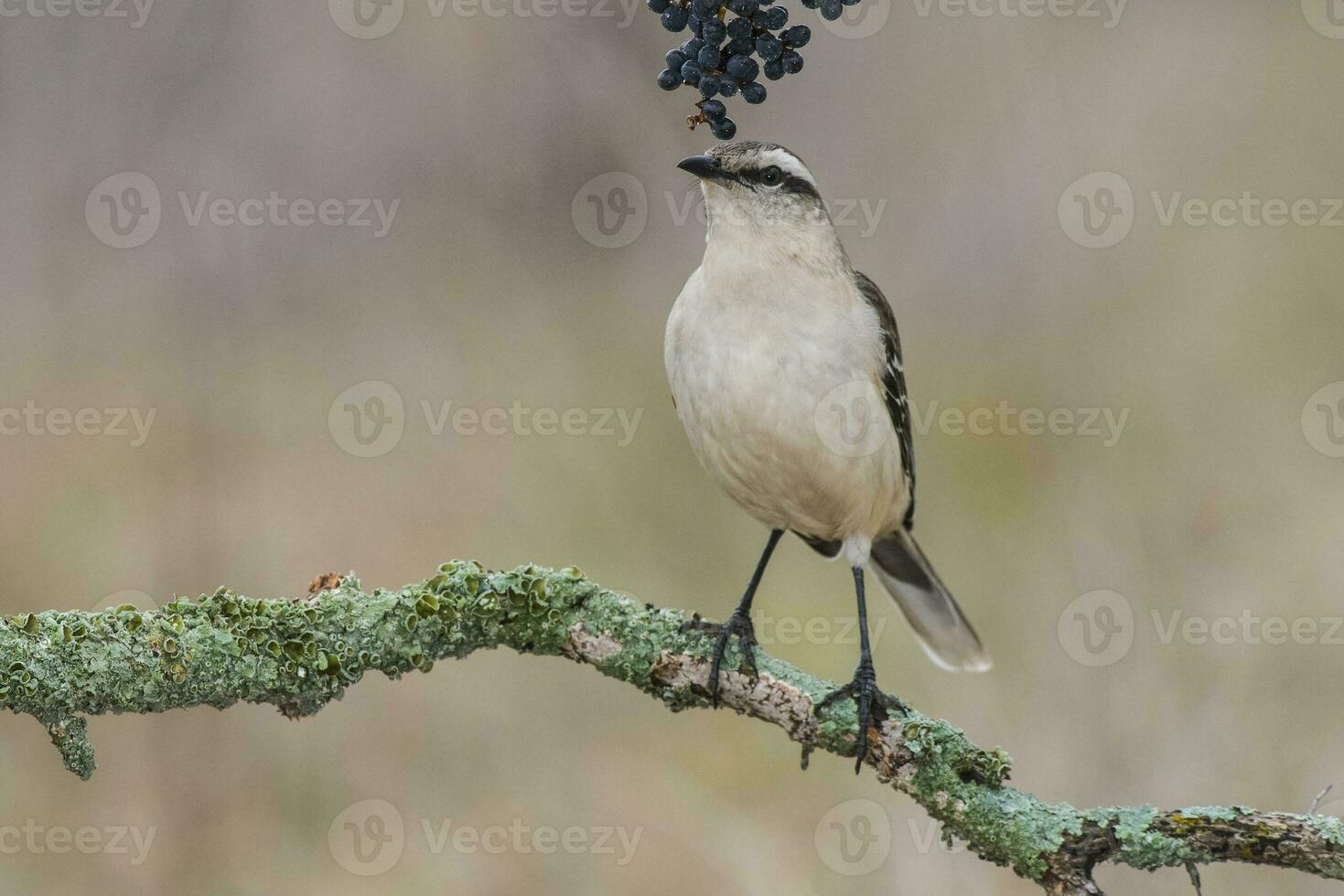 bianca banded tordo, patagonia, argentina foto