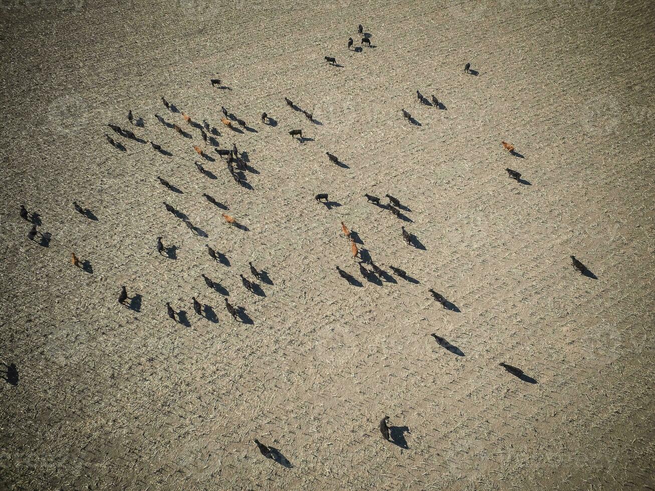 mucche aereo Visualizza, buenos aires, argentina foto