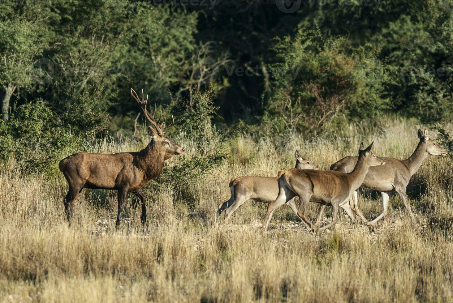 rosso cervo nel parque luro natura Riserva, la pampa, argentina foto