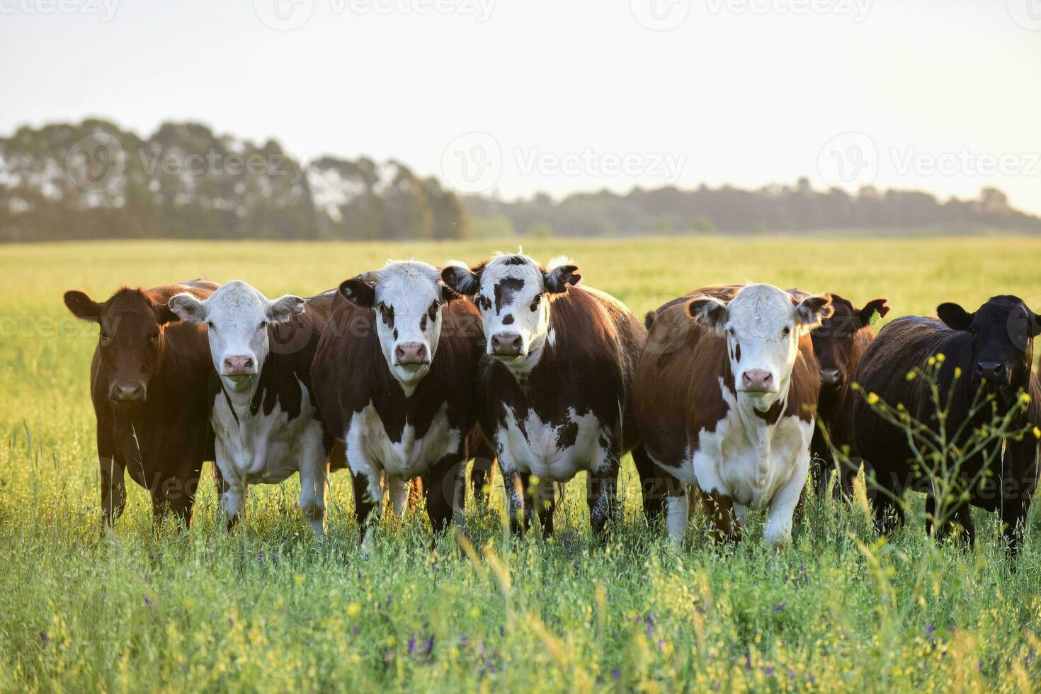 gruppo di manzi guardare a il telecamera, pampa, argentina foto