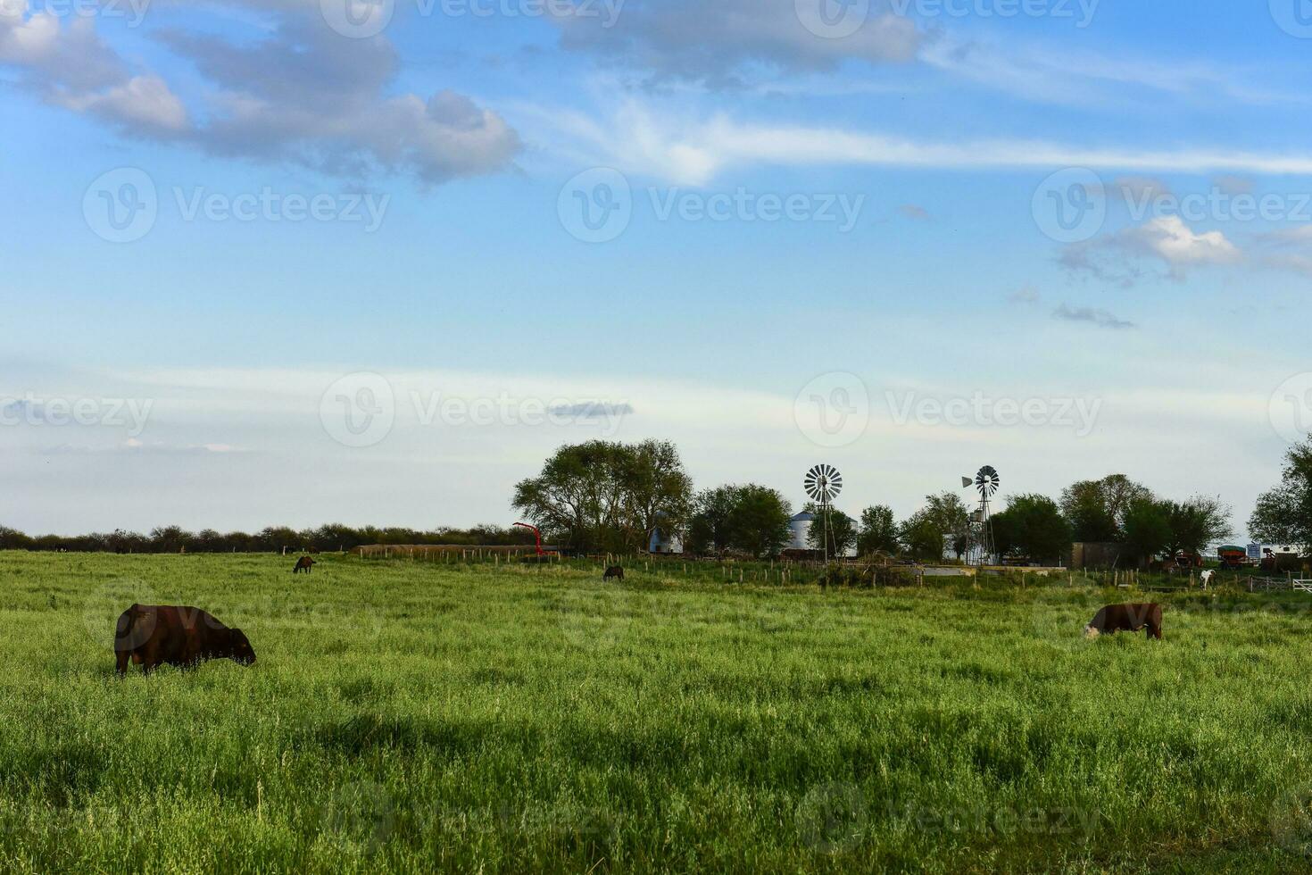 buoi sollevato con naturale erba,buenos aires, argentina foto