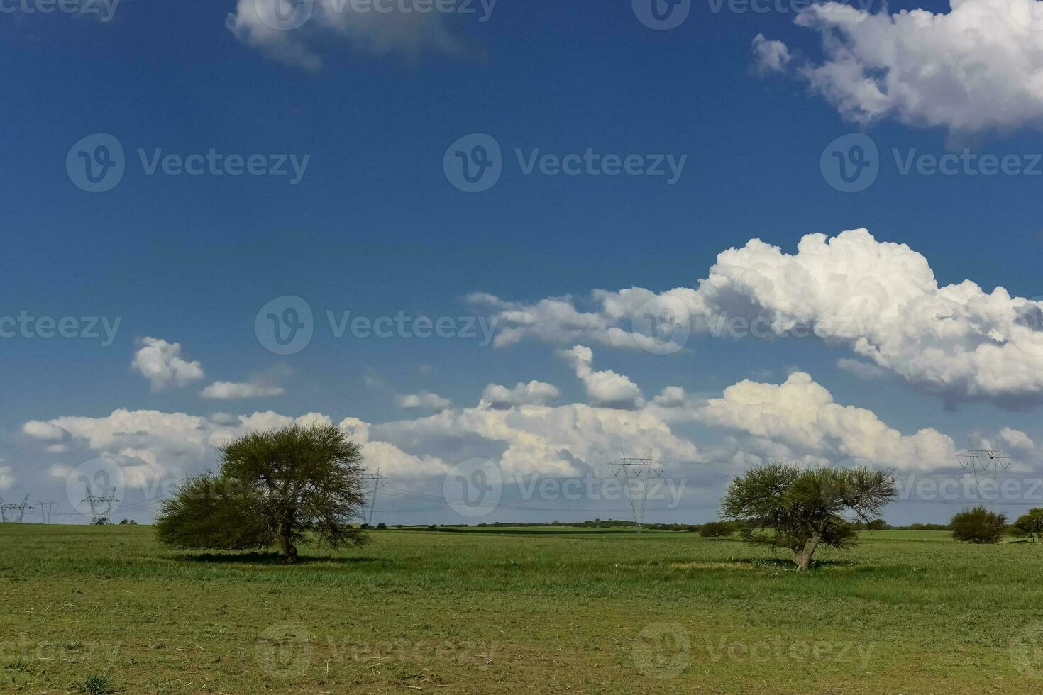 tipico albero di il pampean pianura, calderone, prosopis caldenia, la pampa, argentina foto