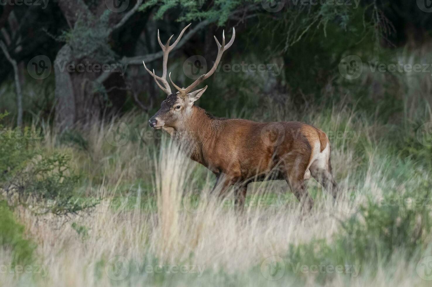 rosso cervo nel calden foresta ambiente, la pampa, argentina, parque Luro, natura Riserva foto