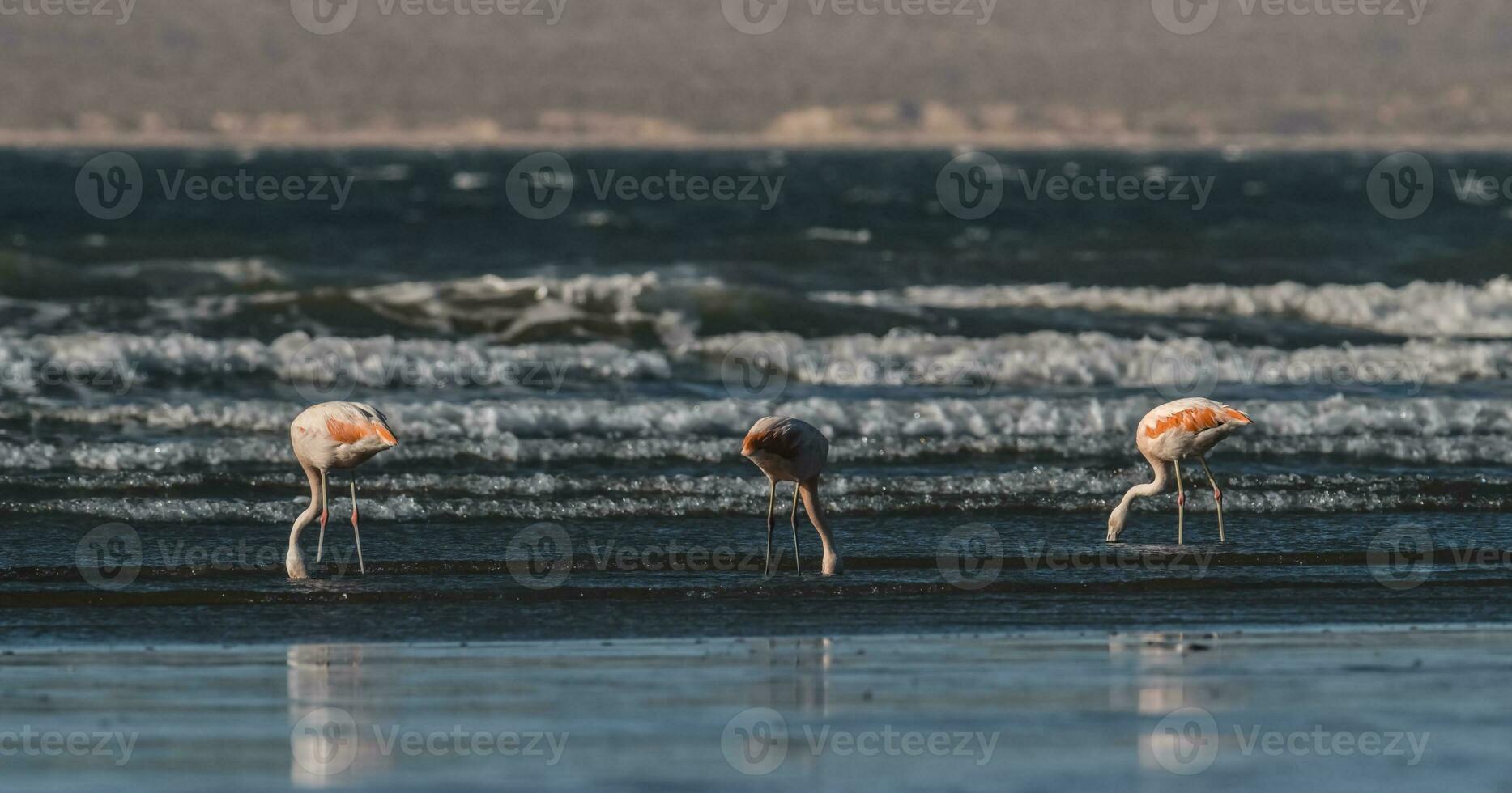 fenicotteri alimentazione su un' spiaggia, penisola Valdes, patagonia, argentina foto