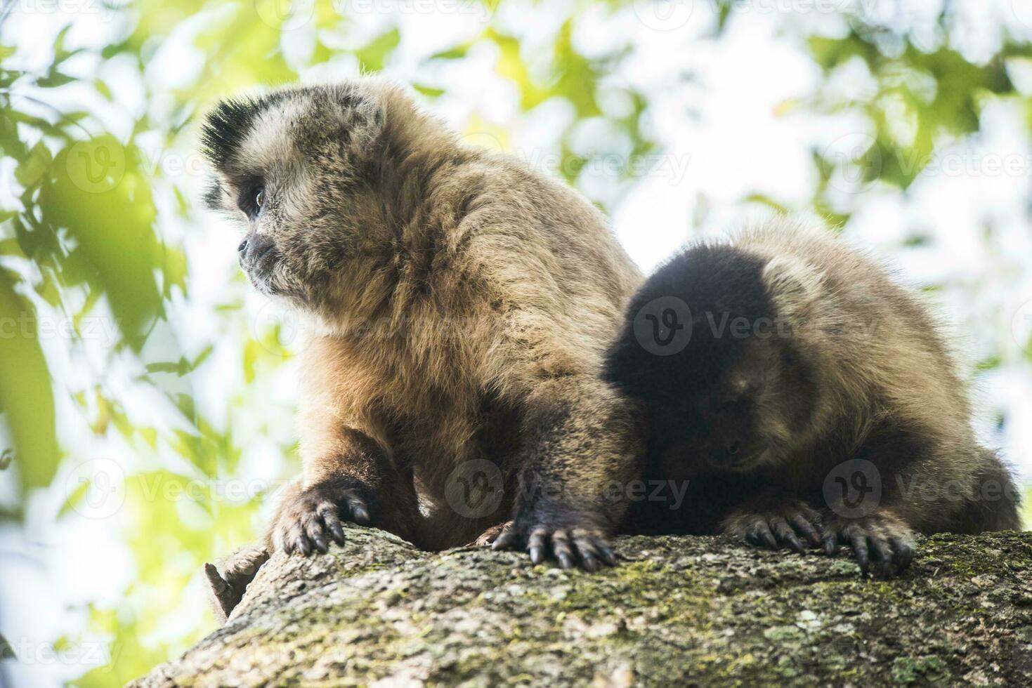 Marrone a strisce trapuntata cappuccino scimmia, amazzone giungla, Brasile foto