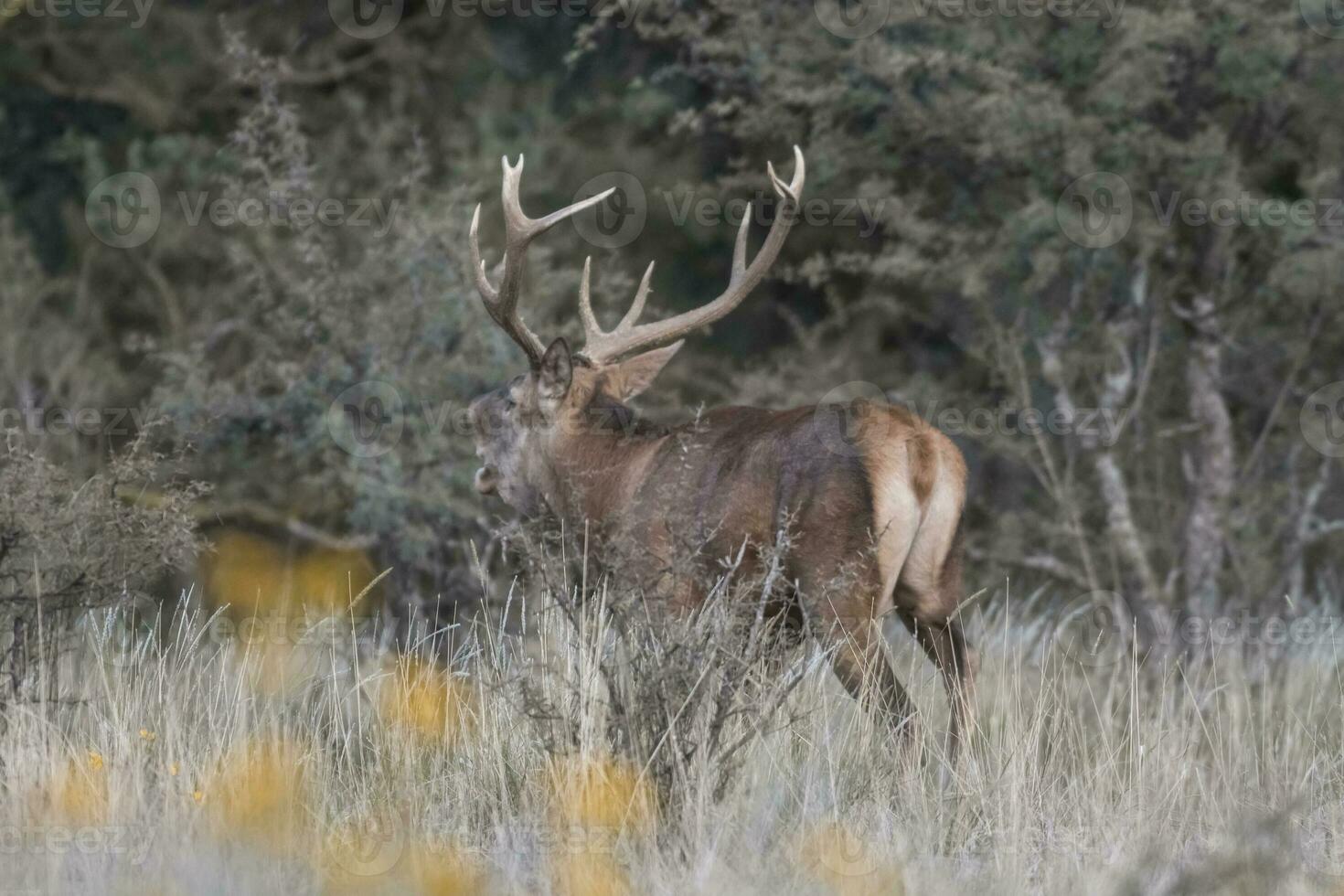 rosso cervo solco stagione, la pampa, argentina foto