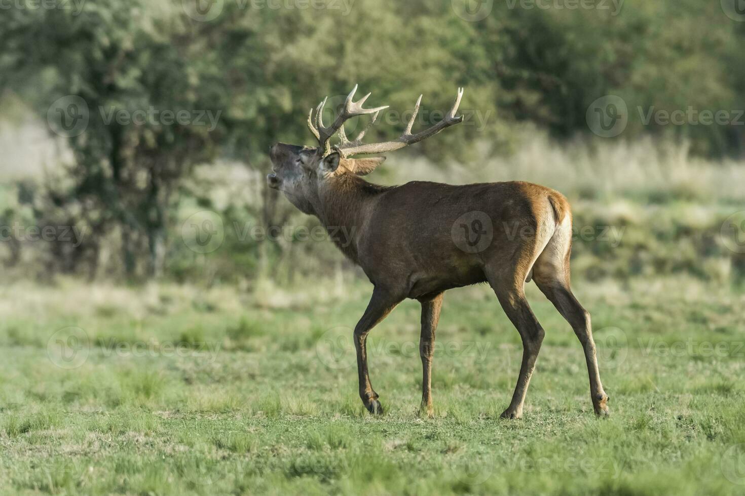 rosso cervo solco stagione, la pampa, argentina foto