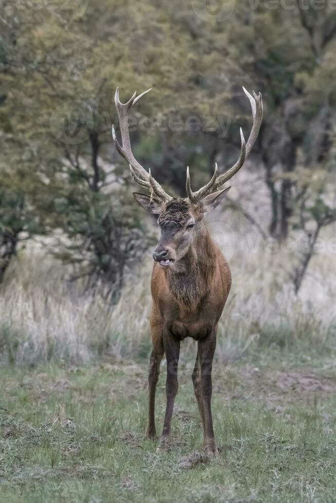 rosso cervo solco stagione, la pampa, argentina foto