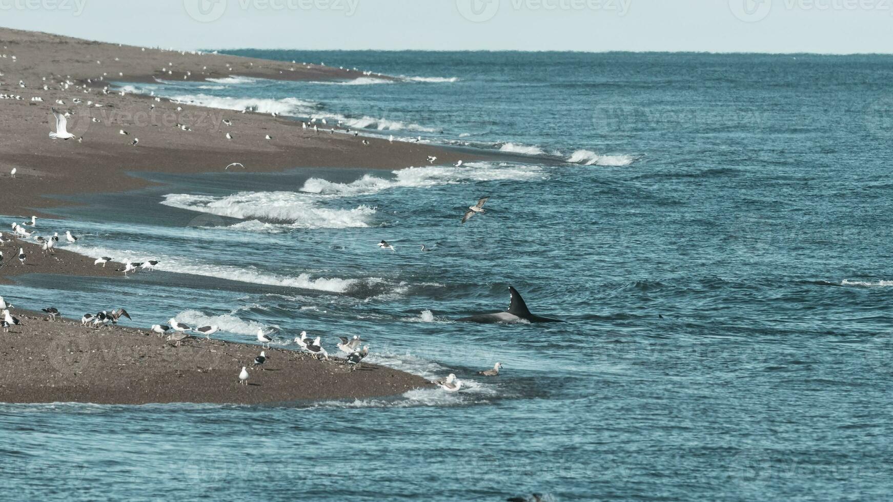 orca a caccia, patagonia argentina foto