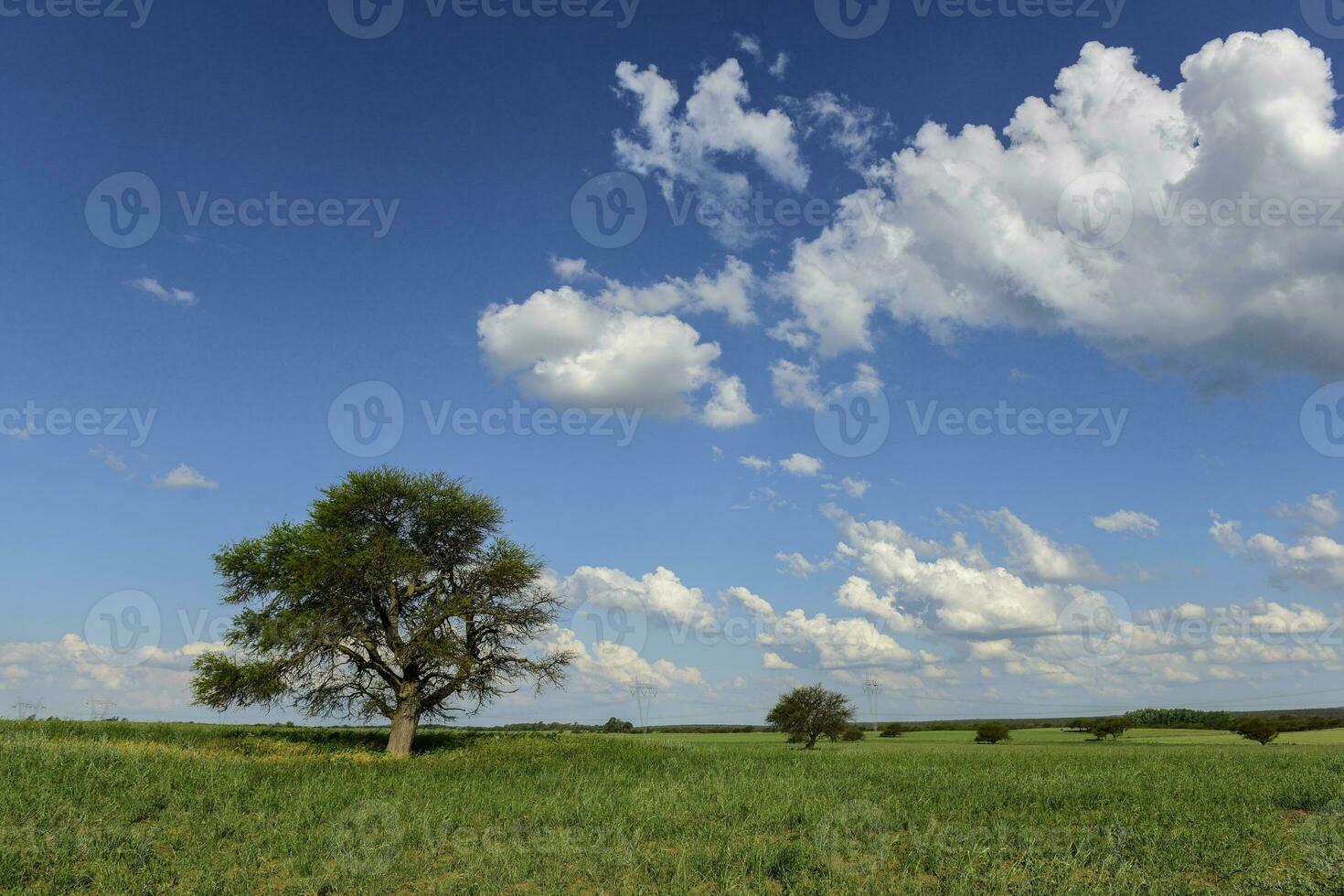 solitario albero nel pampa paesaggio, patagonia, argentina foto