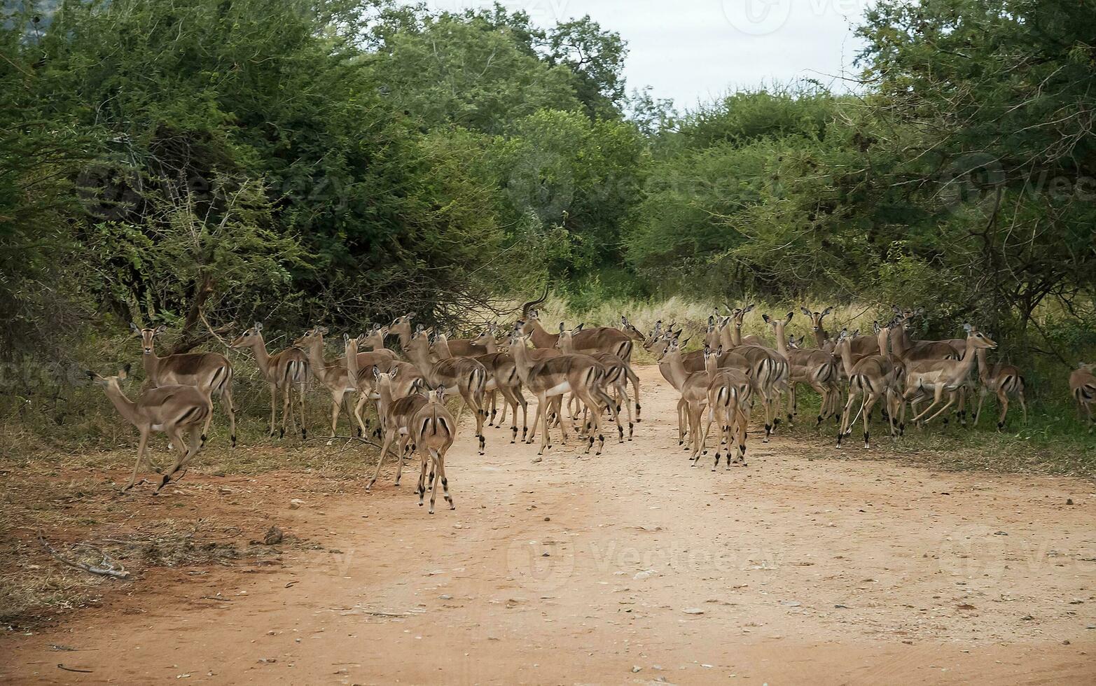 impala Sud Africa foto