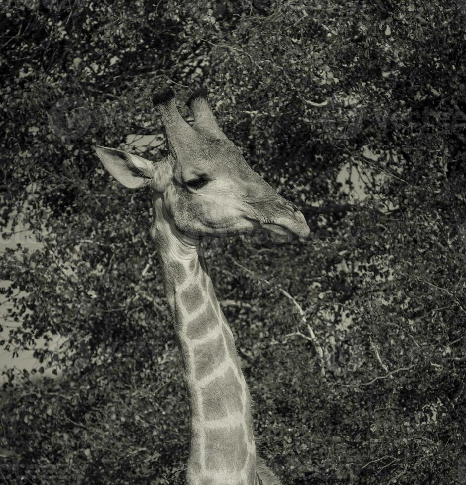 giraffa, kruger nazionale parco foto