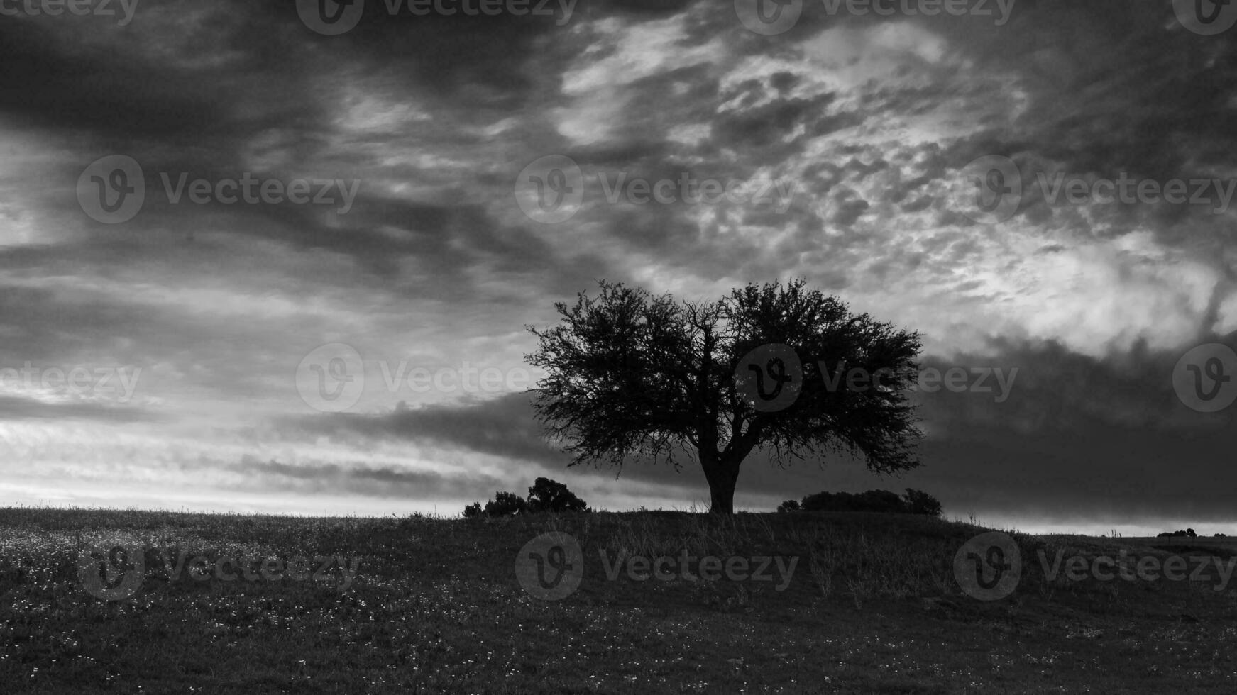 tramonto albero paesaggio, la pampa Provincia, patagonia, argentina. foto