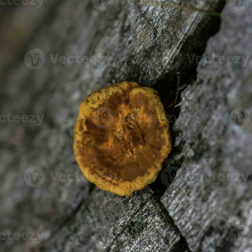 arancia fungo su il tronco di un' albero, la pampa Provincia, patagonia, argentina. foto