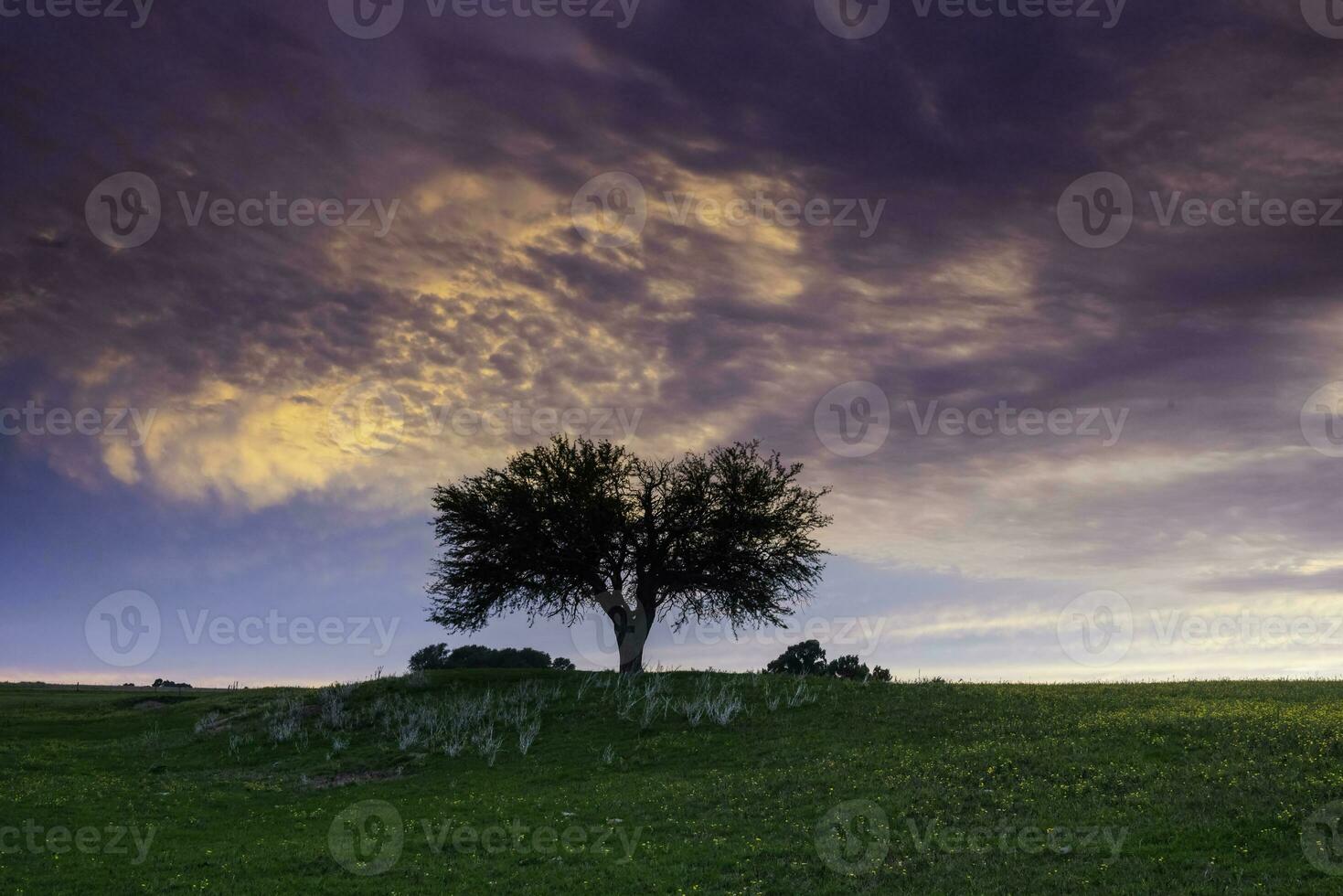 tramonto calden albero paesaggio, la pampa Provincia, patagonia, argentina. foto