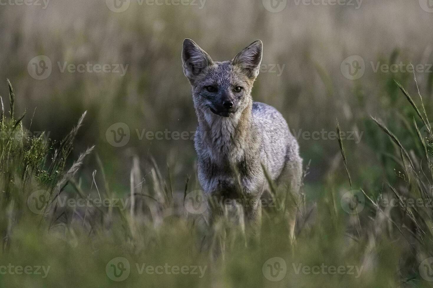 pampa grigio Volpe nel pampa erba ambiente, la pampa Provincia, patagonia, argentina. foto