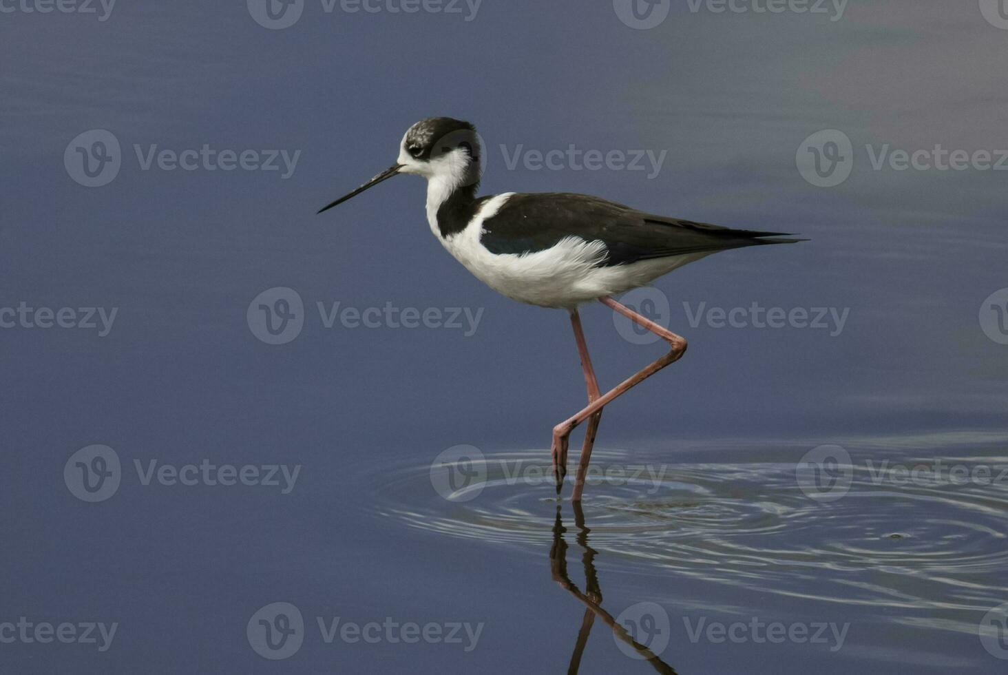 meridionale trampolo, himantopus melanurus nel volo, la pampa Provincia, patagonia, argentina foto