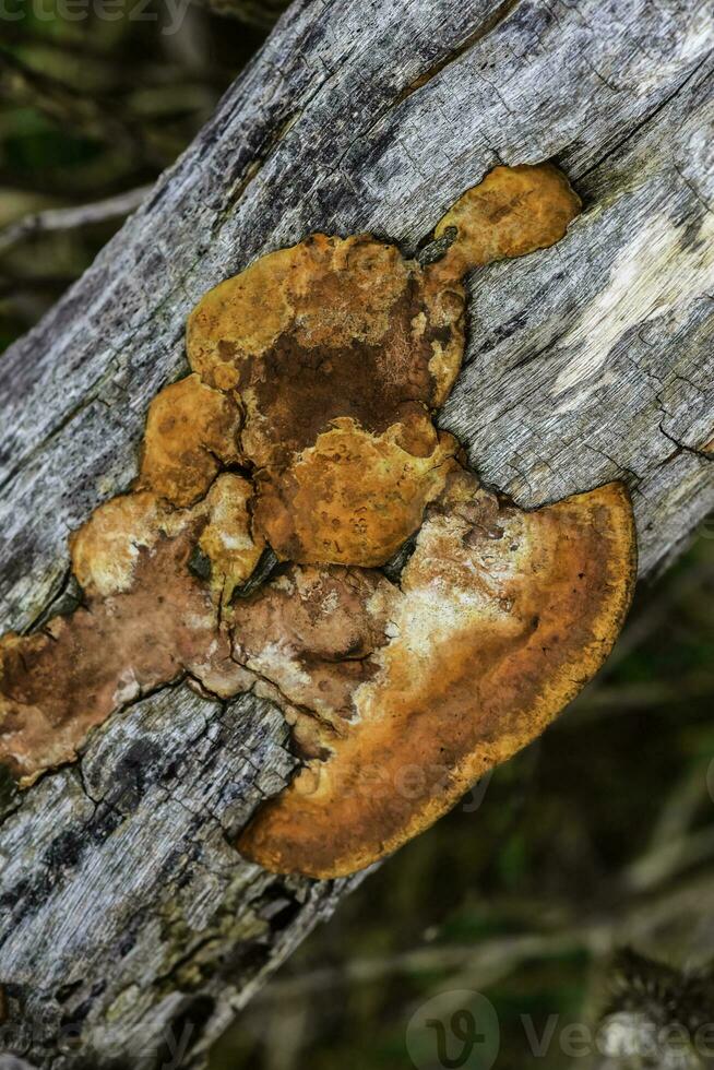 arancia fungo su il tronco di un' albero, la pampa Provincia, patagonia, argentina. foto